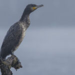 Grand Cormoran par temps brumeux